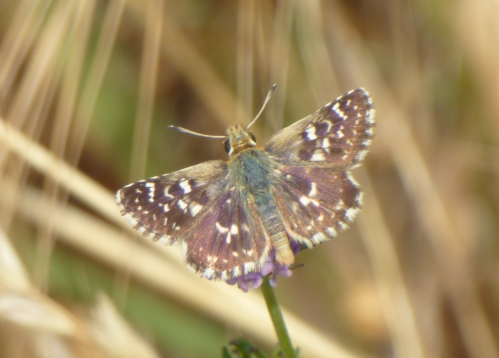 Spialia Sertorius, maschio?